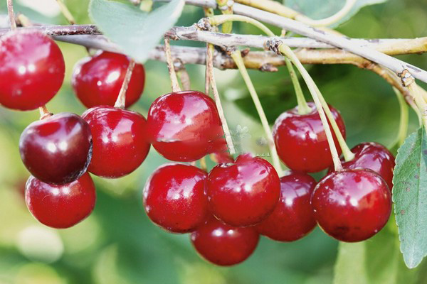 Nejlepší odrůdy třešně - popis s fotografií