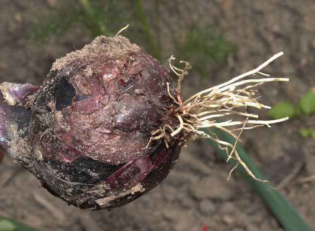 Cibule létat