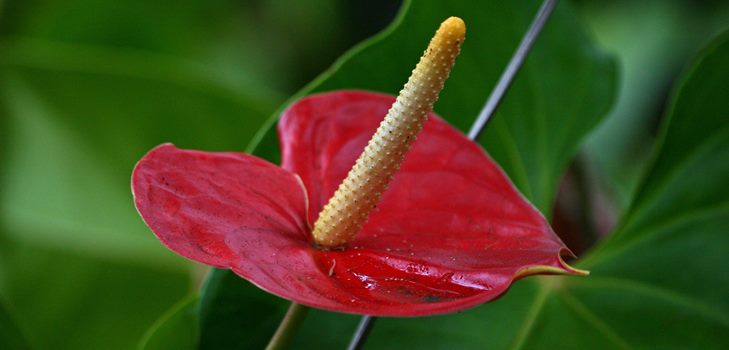 Anthurium květina: péče a reprodukce doma