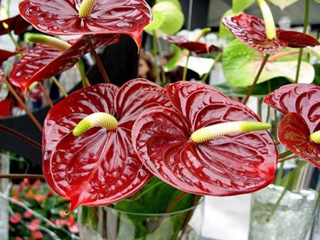 Anthurium: domácí péče Anthurium: domácí péče