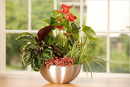Anthurium transplantace Anthurium transplantace