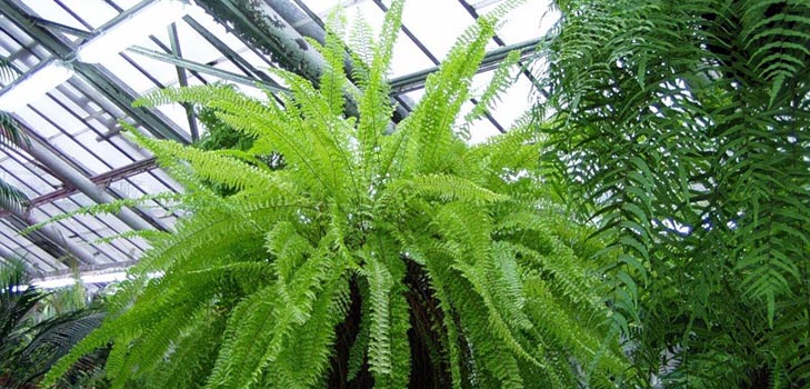 Nephrolepis - okouzlující domácí kapradina