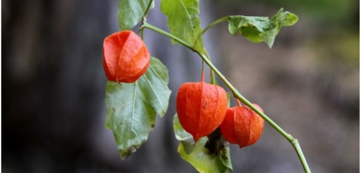 rostlina physalis