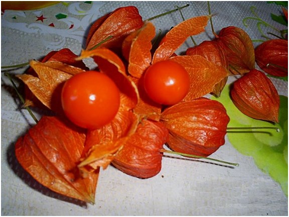 bobule z physalis