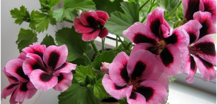 Pelargonium květina