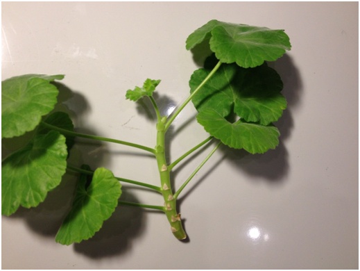 Pelargonium stopka