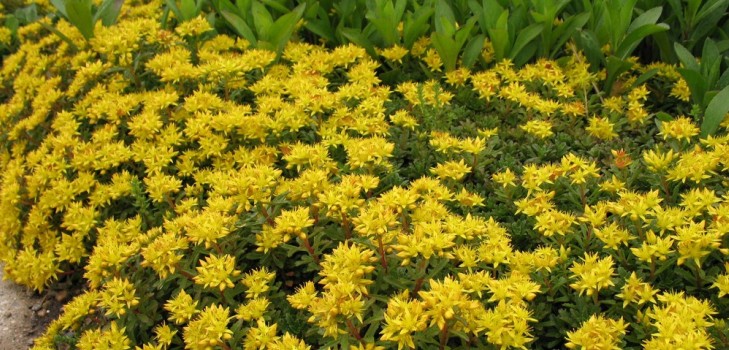Čištění, sedum, zajíc trávy! Pěstování sukulentů v květináči a na parapetu