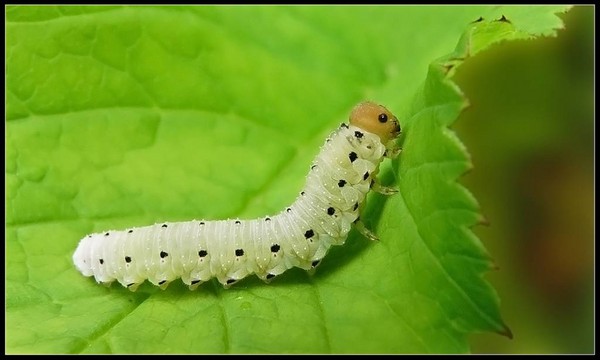 Čištění, sedum, zajíc trávy! Pěstování sukulentů v květináči a na parapetu