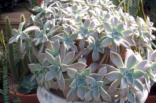 Čištění, sedum, zajíc trávy! Pěstování sukulentů v květináči a na parapetu