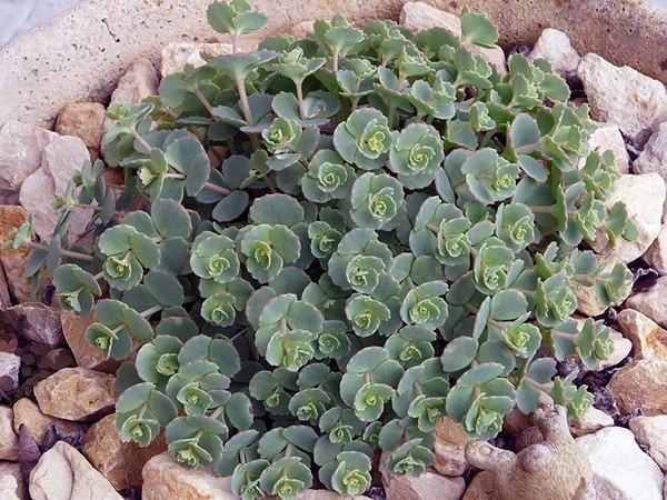 Čištění, sedum, zajíc trávy! Pěstování sukulentů v květináči a na parapetu