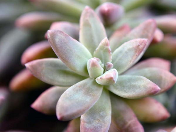 Čištění, sedum, zajíc trávy! Pěstování sukulentů v květináči a na parapetu