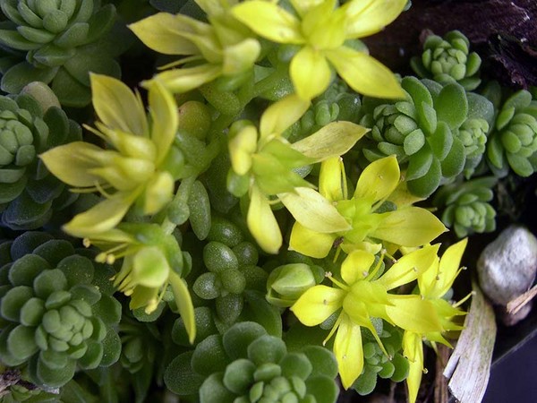 Čištění, sedum, zajíc trávy! Pěstování sukulentů v květináči a na parapetu