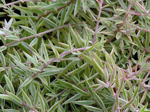 Čištění, sedum, zajíc trávy! Pěstování sukulentů v květináči a na parapetu