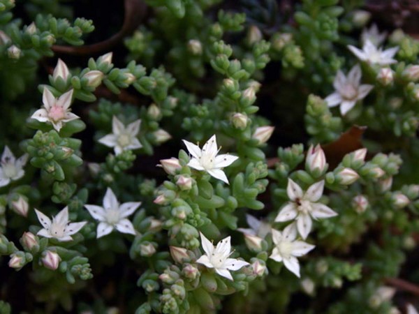 Čištění, sedum, zajíc trávy! Pěstování sukulentů v květináči a na parapetu