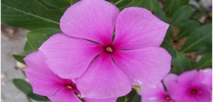 květina periwinkle