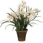 Orchidej Cymbidium: péče a obsah