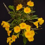 Orchidej Dendrobium Orchidej Dendrobium