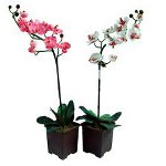 Orchidej nekvetou: co dělat? Orchidej nekvetou: co dělat?
