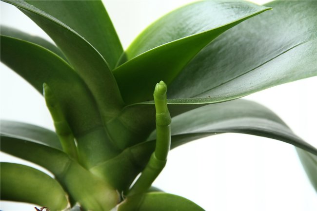 Orchidej nekvetou: co dělat? Orchidej nekvetou: co dělat?