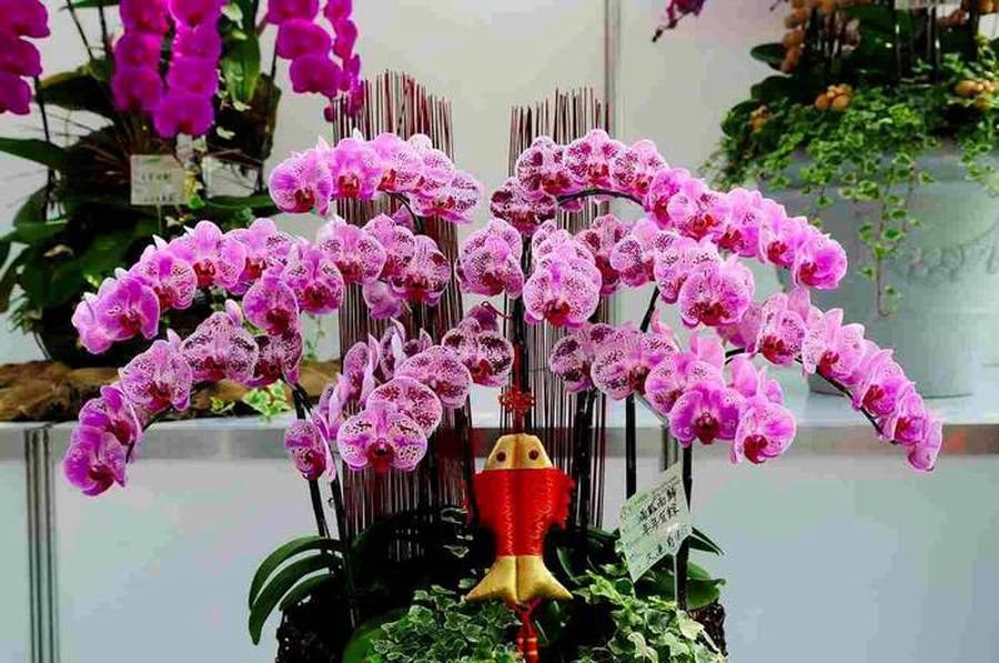orchidej květina