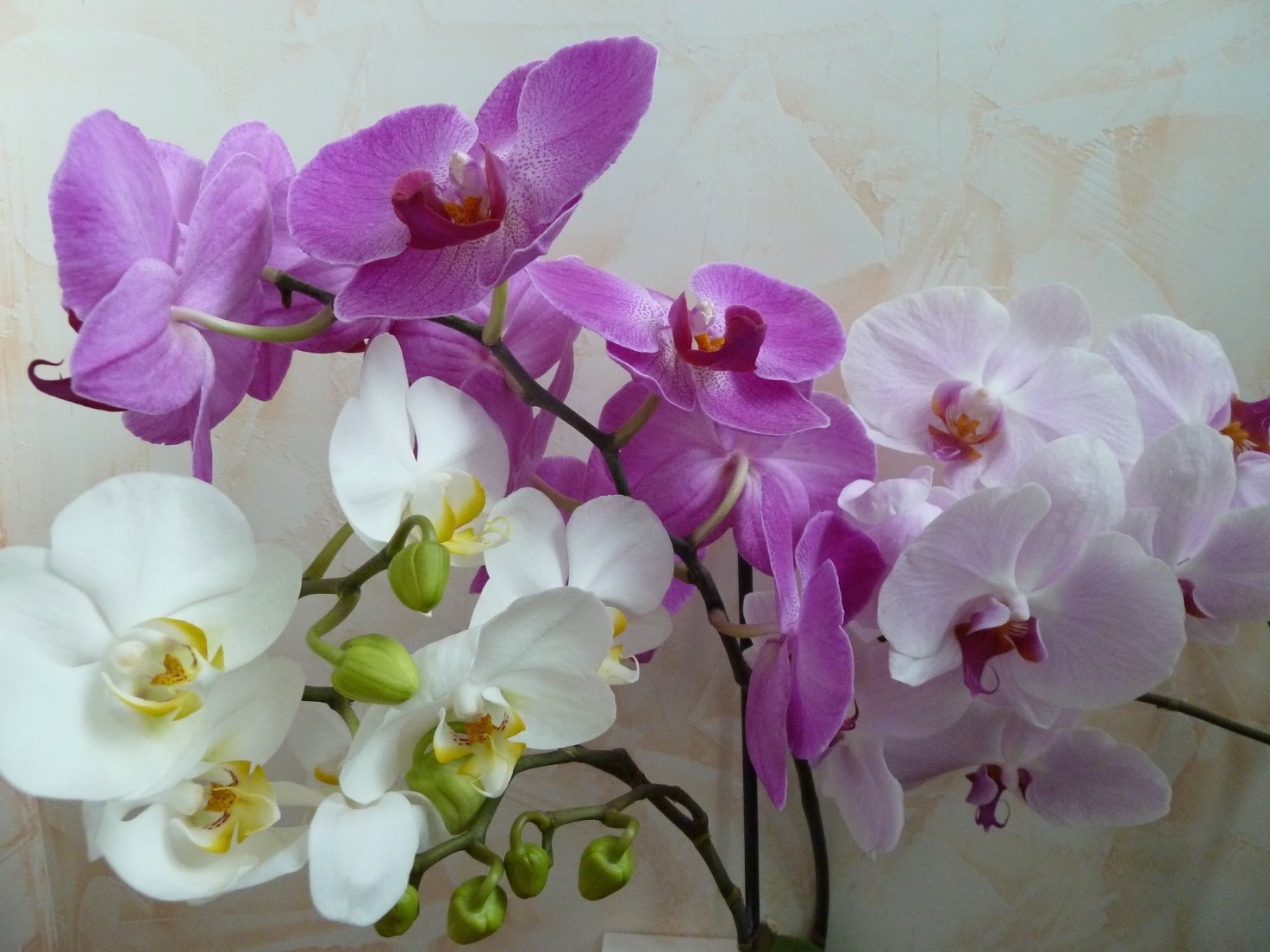 vícebarevná orchidej