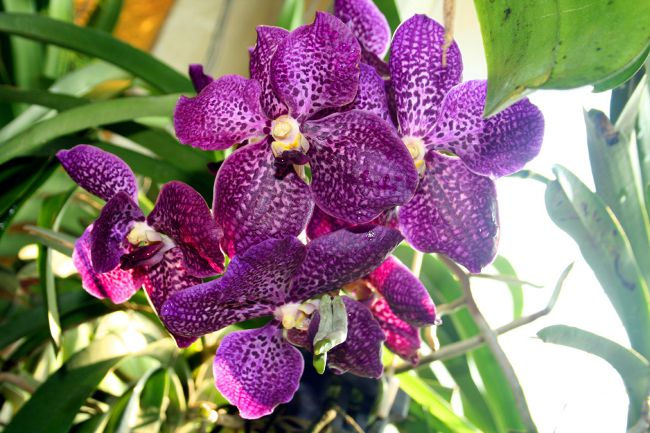 Orchid Vanda