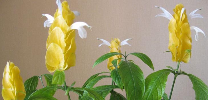 Pachistahis: fotografie a péče doma