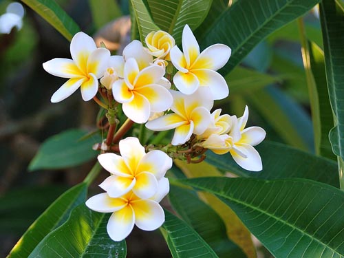 Reprodukce plumeria
