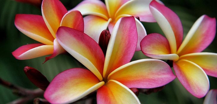 Plumeria: fotografie a péče doma