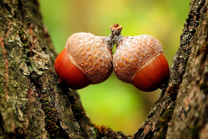 Řemeslníci z žaludů: ovce, fotoinstrukce