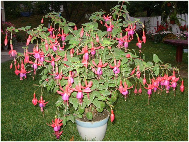 fuchsie ve vaně