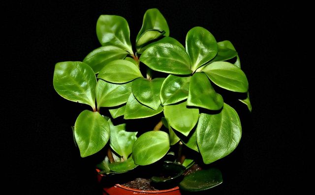 Péče o pyperium