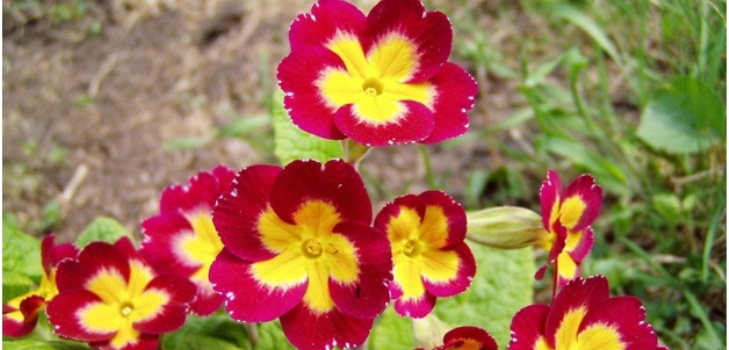 květiny primrose