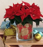 Poinsettia: Vánoční hvězda