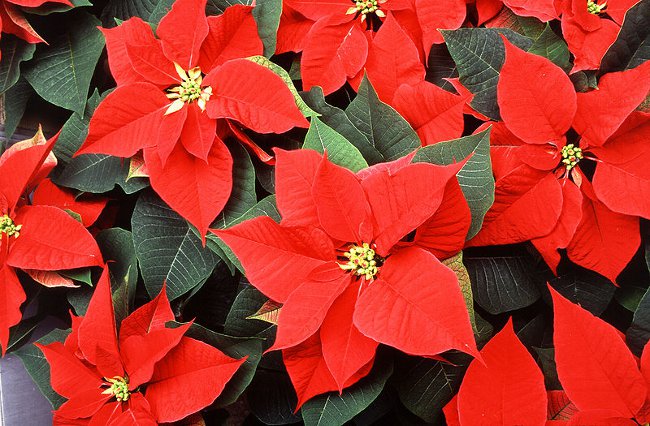 Poinsettia: Vánoční hvězda