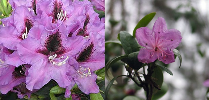 Rhododendron