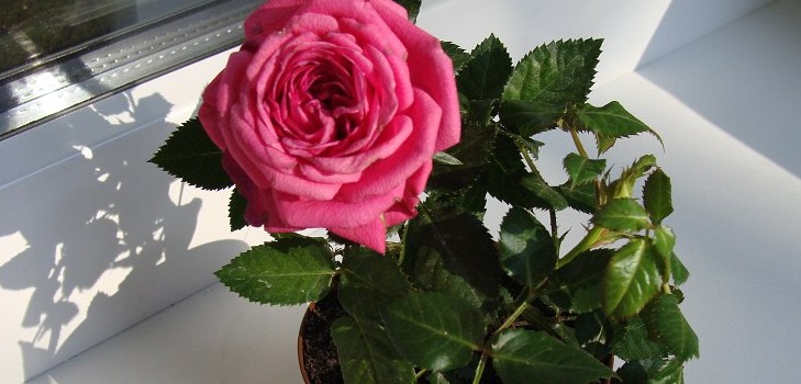 Rose doma: péče a obsah Rose doma: péče a obsah