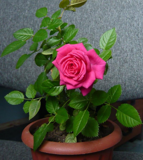 Rose doma: péče a obsah Rose doma: péče a obsah