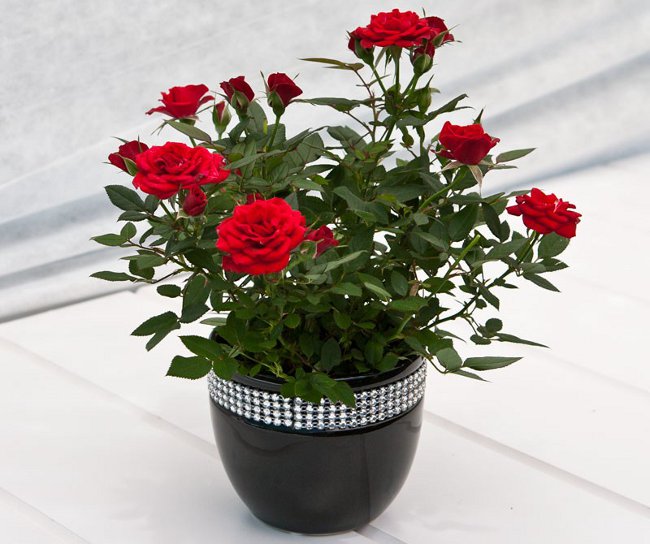 Rose doma: péče a obsah Rose doma: péče a obsah