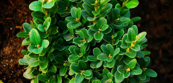 Boxwood - vždyzelené dekorace pro zahradu a parapet
