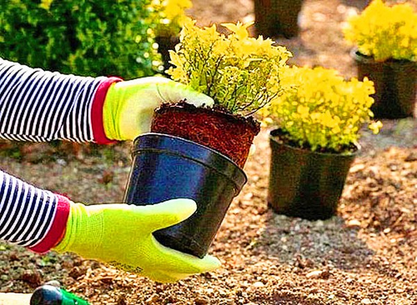 Boxwood - vždyzelené dekorace pro zahradu a parapet
