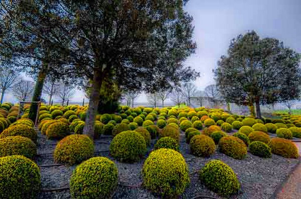 Boxwood - vždyzelené dekorace pro zahradu a parapet