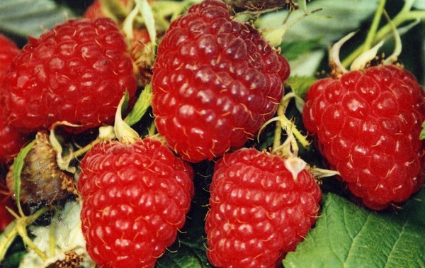 Nejlepší odrůdy maliny - popisy, výsadba a péče, foto