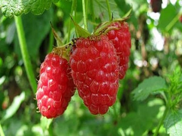 Nejlepší odrůdy maliny - popisy, výsadba a péče, foto