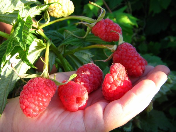 Nejlepší odrůdy maliny - popisy, výsadba a péče, foto