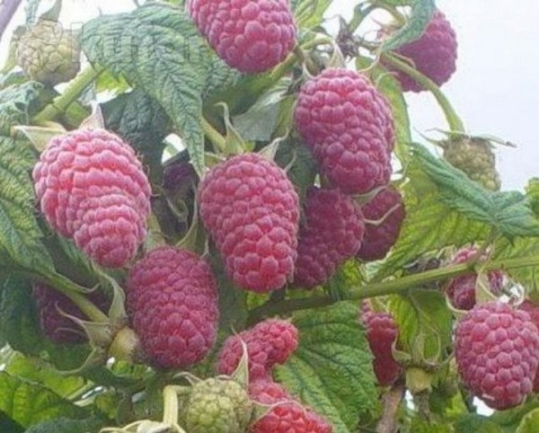 Nejlepší odrůdy maliny - popisy, výsadba a péče, foto