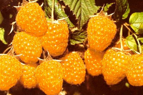 Nejlepší odrůdy maliny - popisy, výsadba a péče, foto