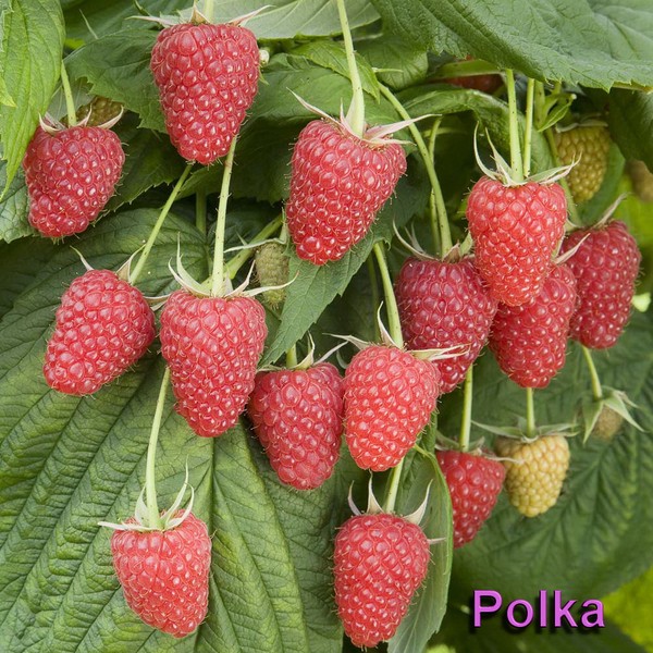 Nejlepší odrůdy maliny - popisy, výsadba a péče, foto