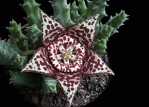 Stapelia: fotografie a péče doma