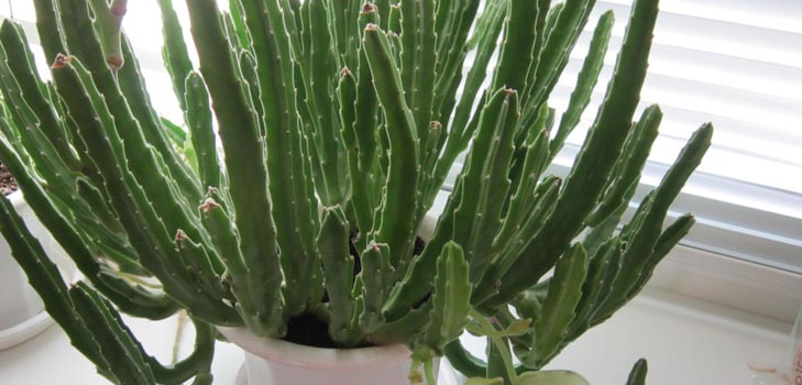 Stapelia: správná péče doma, krásné květinové fotografie